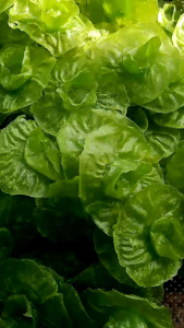 Kerupuk Kembang Rose: Camilan Renyah & Enak