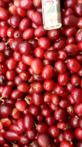 bibit kopi | biji kopi arabika ateng super unggul siap semai 500 gram