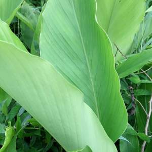 Daun kunyit segar 1 kg fresh-az