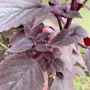 Jual Daun Iler & Daun Jawer Kotok Segar 250 Gram