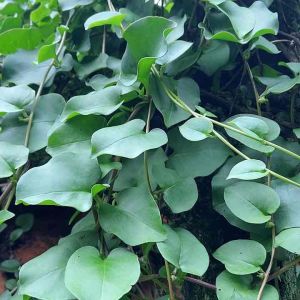 Jual daun binahong segar paket 500 gram Bonus umbinya-az