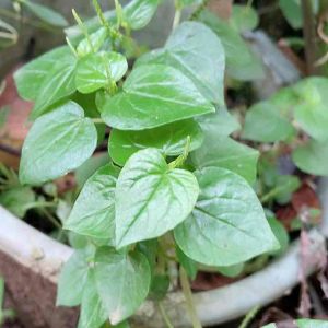 Daun ketumpang air daun suruhan atau sirih cina segar 250 gram-az