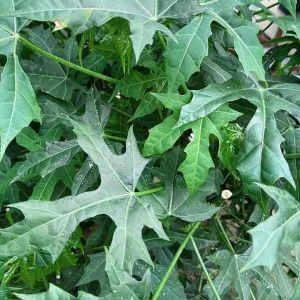 Daun Gedi atau Pepaya Jepang per 1 kg Fresh