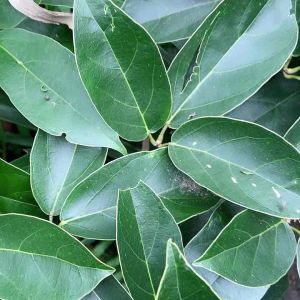 Daun cincau hijau segar cincau perdu 500 gram-az