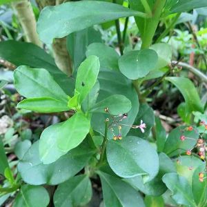 Daun Ginseng Jawa Segar 600 Gram