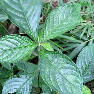 Daun keji beling atau pecah beling segar 1 kg GRATIS daun kumis kucing-az