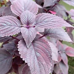 Daun iler atau daun jawer kotok segar 500 gram-az