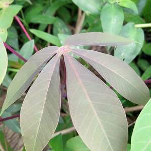 Daun singkong racun / daun singkong sapi kuru segar 500 gram-az