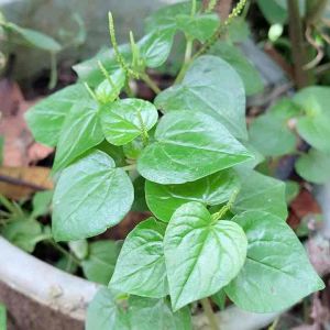 Daun sirih cina ketumpang air atau daun suruhan segar 1 kg-az