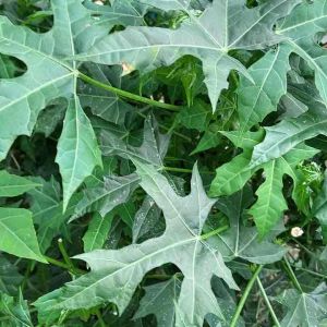 Jual daun gedi pepaya jepang segar per 100 helai-az