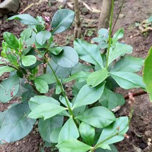 Bibit ginseng jawa super pilihan-az