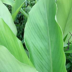 Daun Kunyit Segar 500 Gram