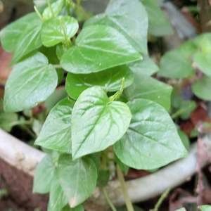 Ready daun sirih cina daun suruhan daun ketumpang air 500 gram