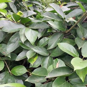 Daun cincau segar cincau perdu 1 kg fresh-az