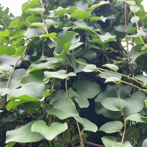 Daun binahong segar 500 gram Bonus umbinya-az