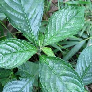 Paket 500 gram daun keji beling pecah beling segar BONUS kumis kucing