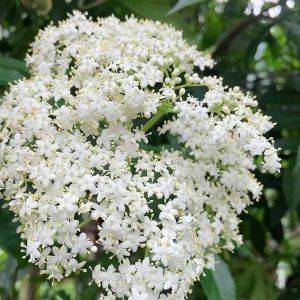 Bunga sangitan asli sambucus javanica flower-az