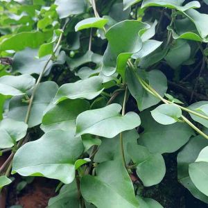 Isi 100 lembar daun binahong segar pilihan Bonus umbinya-az