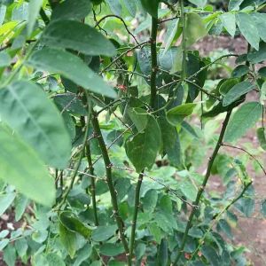 Bibit stek pohon katuk daun katuk per 6 batang siap tanam-az