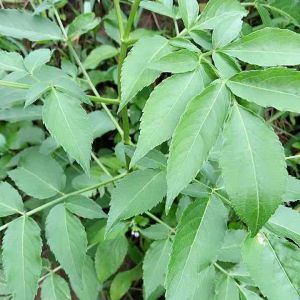 Daun Sangitan Alami & Kesehatan