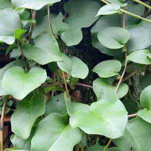 Daun binahong segar 1 kg Bonus umbinya-az