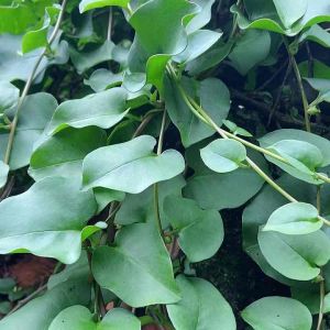 Isi 50 lembar daun binahong segar petik langsung daun pilihan-az