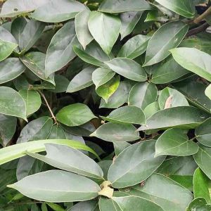 Daun cincau segar 250 gram petik langsung-az