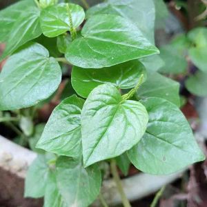 Daun tanaman sirih cina ketumpang air daun suruhan per 500 gram segar