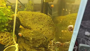 Blue Ramshorn Snail (Live Freshwater Snail) | 蓝色苹果螺 | Aesthetic Aquarium Scavenger & Algae Eater