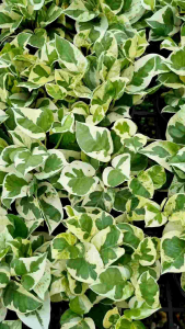 พลูงาช้าง ส่งพร้อมกระถางดำ4นิ้ว ต้นน่ารัก ฟอกอากาศ ต้นไม้ในร่ม พูดถึง