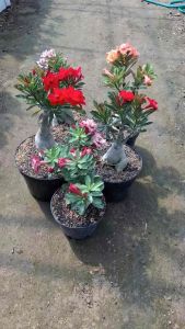 Tanaman Hias Adenium Kamboja Jepang Tumpuk Bunga Adenium Kamboja Jepang Tumpuk Tanaman Adenium