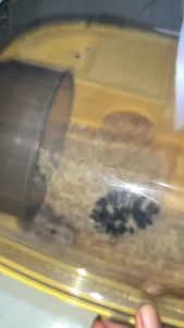 KANDANG HAMSTER MODEL OVAL [[PICTURE#1]]