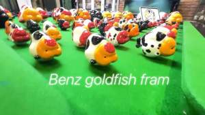 โมเดลปลาทองสิงห์จีน