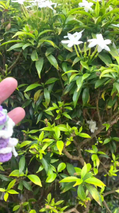 Crochet Mini Bouquet Keychain: An Eco-Friendly Casual Accessory