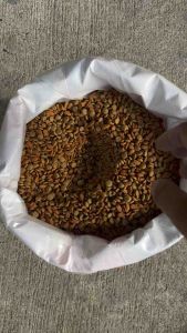 Majesty CatFood Salmon Flavor Bmeg 10KG