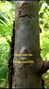 Madu hutan Sumatera Almadina 1 kg