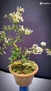 T30 White Flowers Linshan Bonsai Plant白花凌珊