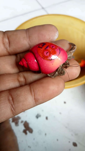 5 cangkang Kelomang Donal bebek dan isi