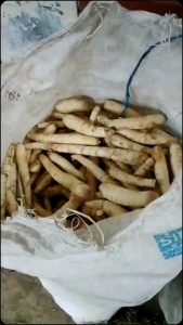 Pati Garut Asli 1 Kg: Tepung Berkualitas untuk Makanan Sehat