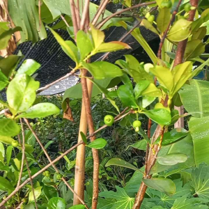 ต้นเชอรี่บาซิล พันแท้ทนร้อน และติดลูกที่ร้อน สำหรับการประกันว่าติดเลยดูแลง่ายไม่ยุ่งยาก