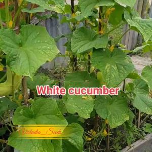 [Virladia Seeds] Biji Benih tanaman Timun Jumbo White Wonder