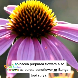 50 BUTIR BIJI/BENIH BUNGA CONEFLOWER | TOPI SURYA