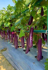 (KEMASAN PREMIUM) BIJI/BENIH TERONG UNGU PANJANG IMPORT (isi -+350 butir)