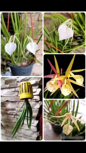 Anak pokok_Brassavola nodosa white/Brassolaelia Cattleya Yellow Bird Orchid Flower Plants (Brassocattleya)