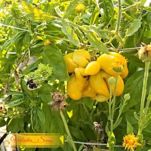 [Virladia Seeds] Biji Benih tanaman Tomat unik Phil’s One