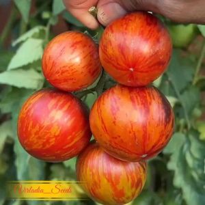 [Virladia Seeds] Biji Benih Tomat Queen Of Night