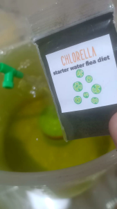 ไข่ไรแดง มาโครโครปา พร้อมอาหารเริ่มต้นทุกซอง