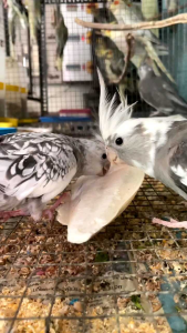 (( 1 PACK ISI 3 BIJI)) ASINAN TULANG SOTONG MAKANAN BURUNG - KURA2 - HAMSTER《APHG#10》