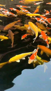 Sterilization King 30W Bóng Kép - Đèn UV Diệt Khuẩn Rêu Tảo Nước Bể Cá & Nước Thải