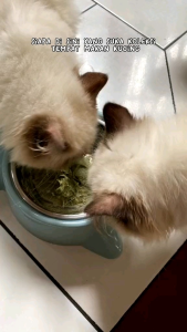 TEMPAT MAKAN & MINUM ANJING KUCING 《ROYAL PLATE 2IN1》